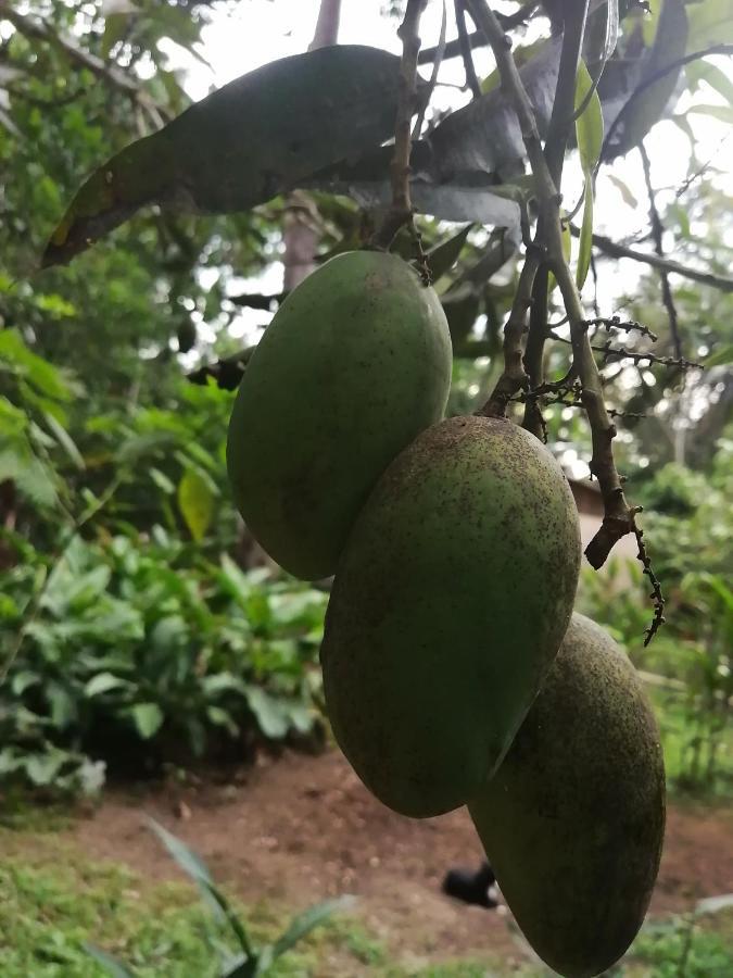 Palmayacu - Refugio Amazonico Leticia Ngoại thất bức ảnh