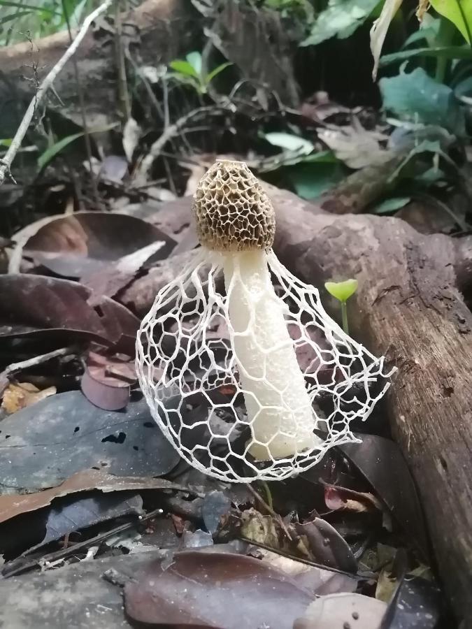 Palmayacu - Refugio Amazonico Leticia Ngoại thất bức ảnh