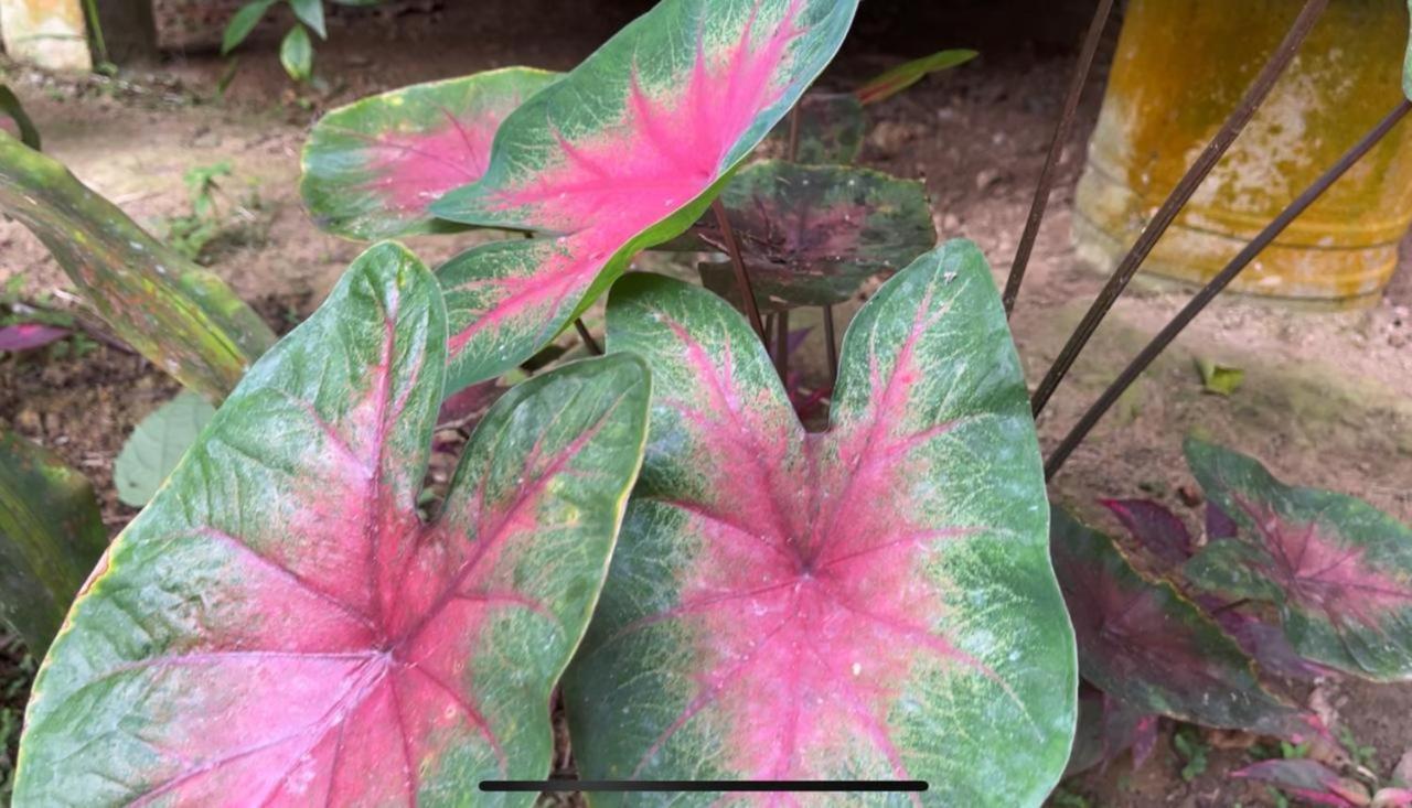Palmayacu - Refugio Amazonico Leticia Ngoại thất bức ảnh