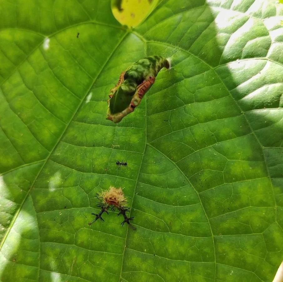 Palmayacu - Refugio Amazonico Leticia Ngoại thất bức ảnh