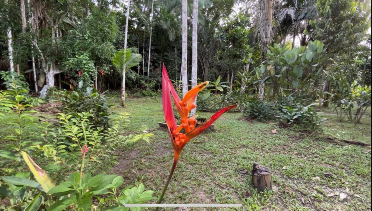Palmayacu - Refugio Amazonico Leticia Ngoại thất bức ảnh