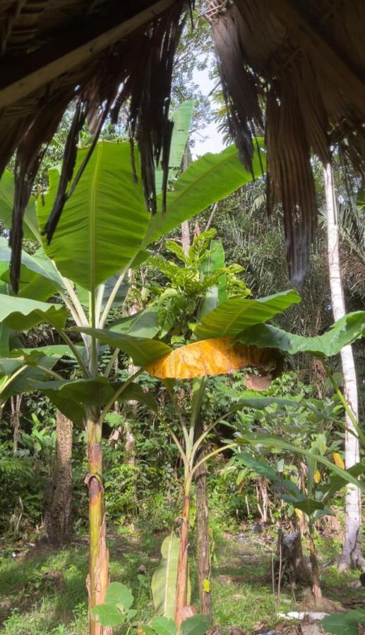 Palmayacu - Refugio Amazonico Leticia Ngoại thất bức ảnh