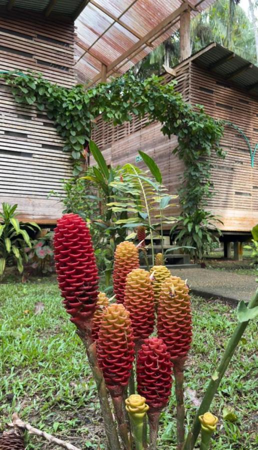 Palmayacu - Refugio Amazonico Leticia Ngoại thất bức ảnh