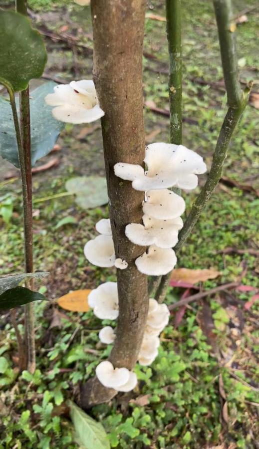 Palmayacu - Refugio Amazonico Leticia Ngoại thất bức ảnh