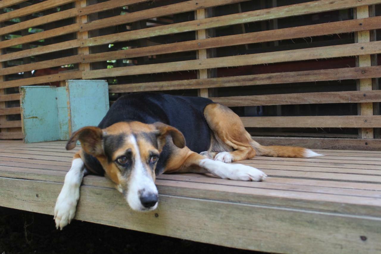 Palmayacu - Refugio Amazonico Leticia Ngoại thất bức ảnh